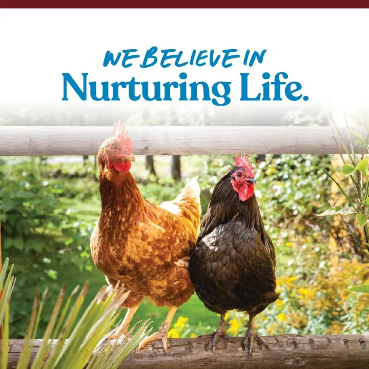 Crushed%20Oyster%20Shell%20for%20Chickens%20%E2%80%93%20Calcium%20Supplement%20for%20Laying%20Hens%20to%20Support%20Strong%20Eggshells%20%E2%80%93%20Natural%20Poultry%20Mineral%20Feed%20for%20Backyard%20Chickens%20%E2%80%93%20500%20g%20-%20Image%203