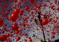 Romantic Red Balloons For Room Decor - 100 PCs. 
