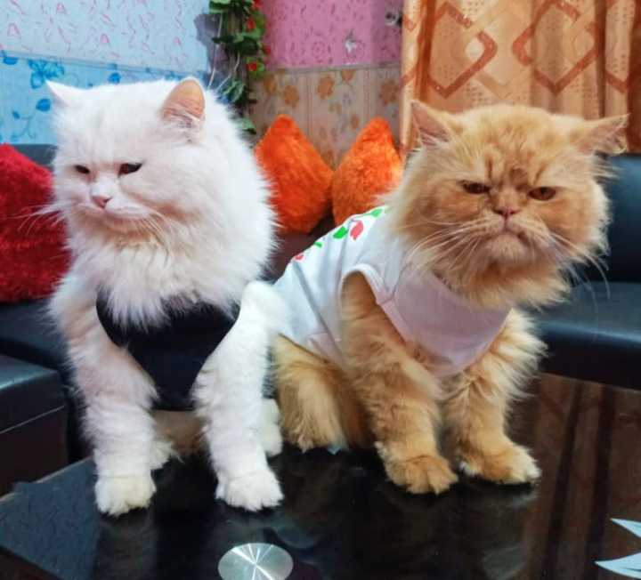 Eid Mubarak Cat Dress – Pack of 2 - Small
