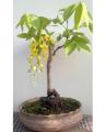 20 Seeds Amaltas -Cassia Fistula Tree Bonsai Plant Flower. 
