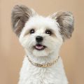 Dog Chain Collar Gold Cat Dogs Metal Chains Cool Alloy Puppy Chihuahua Pug Party Necklace Collars For Small Dogs Pet Accessories. 