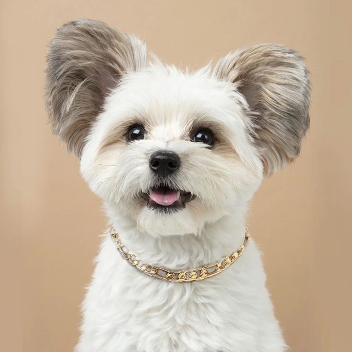 Dog%20Chain%20Collar%20Gold%20Cat%20Dogs%20Metal%20Chains%20Cool%20Alloy%20Puppy%20Chihuahua%20Pug%20Party%20Necklace%20Collars%20For%20Small%20Dogs%20Pet%20Accessories%20-%20Image%205