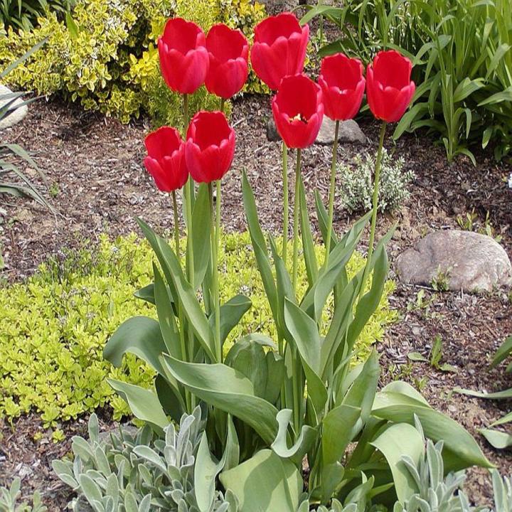 Red Tulip Flower Seeds