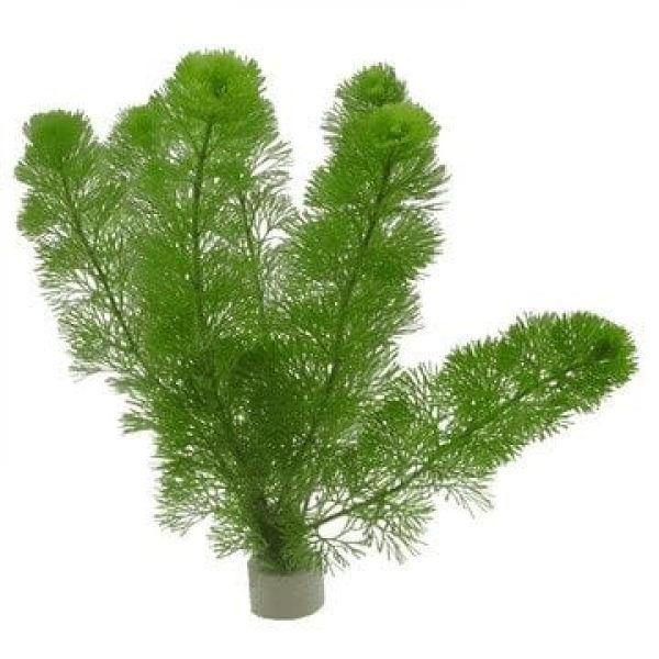 Fishy Matters Cabomba Live Aquatic Fast Growing Low Tech Plant for Aquarium Fish Tank - 5 Stems