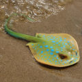 Simulation Marine Animal Manta Ray Aquarium Sea Life Stingray Devil Fish Ocean Toys Animal Figure Children Educational Toy Gifts. 