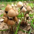 Psilocybin Mushroom Seeds. 