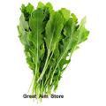 Arugula or Rocket Salad Seeds Herb Seeds Qty +100. 