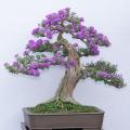 Bonsai Lilac Tree Seeds Home Gardening. 