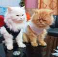 Eid Mubarak Cat Dress – Pack of 2 - Small. 
