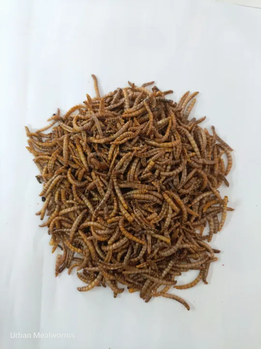 Dry%20Mealworms%20(Protein%20Bites%20Turmeric%20Coated%20For%20Your%20Birds)%20-%20Image%205