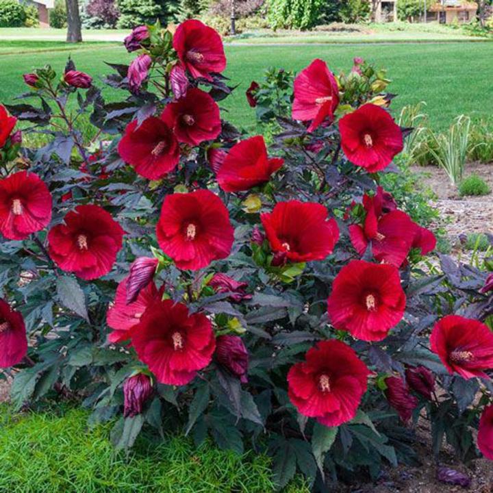 Midnight Marvel Hibiscus Flower Plant Seeds