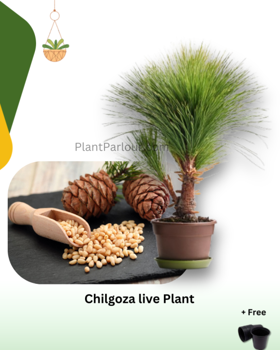 Chilgoza Fruit Plant with Pot | Chilgoza pine , healthy and bushy plant | Pinus gerardiana (Chilghoza Pine, Chilgoza Nut Pine, Geralds's Nut Pine, Nepal Nut Pine) Plant | Plant Parlour