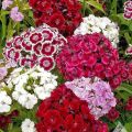 25+ Sweet William Flower Seeds - Home Gardening. 