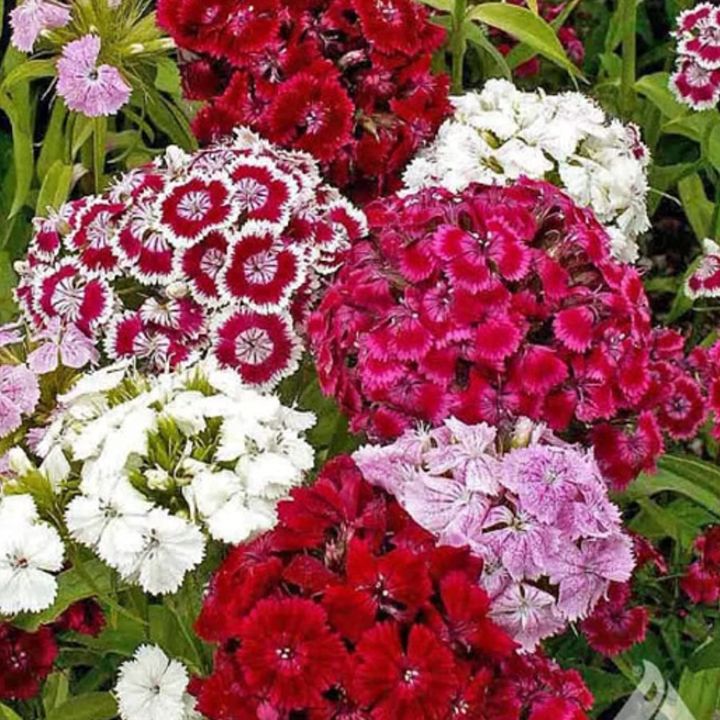 25+ Sweet William Flower Seeds - Home Gardening