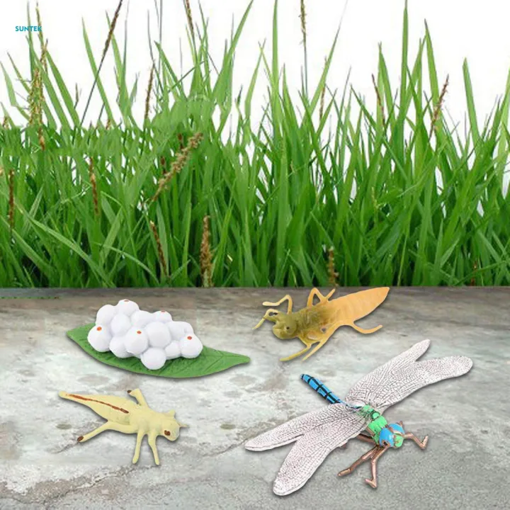 Life%20Cycle%20Figurines%20Toy%20Dragonfly%20Figures%20Red%20Eyed%20Tree%20Frog%20Figures%20for%20Desktop%20Decoration%20-%20Image%208