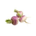 Turnip Seeds - Shaljam Seeds for Your Kitchen Gardening by Moji Mall. 
