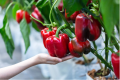 Bell Pepper,Capsicum,Shimla Mirch,Rainbow Blend Sweet Delicious Large Bell Peppers,Imported from CALIFORNIA Big Red Color Horizon Seeds, Heirloom Non-GMO Variety, for Starting Indoors and Outdoor Vegetable Garden by GREEN GOLD 10 Seeds.. 
