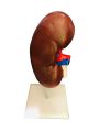 Lungs Model. 