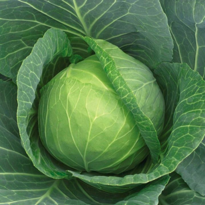 Cabbage F1 Hybrid seeds 70+ Winter Vegetable seeds – Moji Mall | Daraz.pk