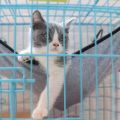 Cat Hammock Bed Hanging Pet Cage Hammock Soft Cat House Cushion Mat Summer Cooling Pet Basket Tapestry Pet Accessories. 