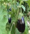 Vegetable Seeds (Pack Of 10) Best Quality. 