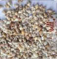 200 Natural Sea Shells Pack. 