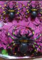 SPIDER WEB WITH SPIDERS BEST DECORATION FOR HALLOWEEN PARTIES.. 