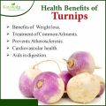 Turnip (Shaljam) Fresh Seeds - High Germination Rate - Home Kitchen Gardening. 