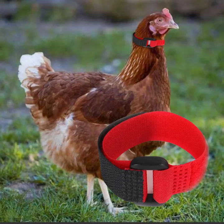 2Pcs%20Chicken%20Collar%20Anti%20Crow%20Noise%20Free%20Rooster%20Belt%20Adjustable%20Buckle%20Poultry%20Supplies%20for%20Ducks%20-%20Image%206