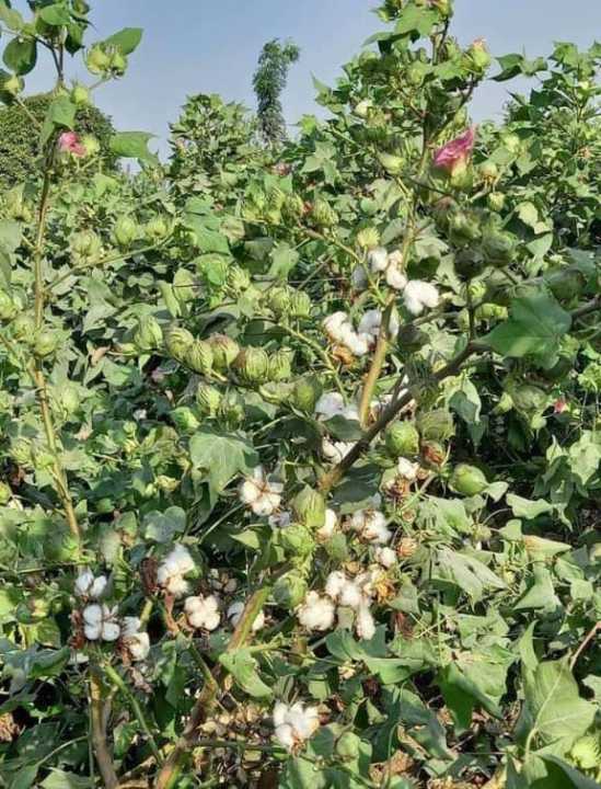 Cotton Seed FH Tri-star, Triple gene, high potential,suitable for tunnel