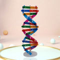 DNA Models Double Helix Structure Teaching Toy ABS Double Helix DIY Human Genes for Biological Science. 