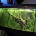 Qty 8 Aquatic plant, Jungle val aquarium decoration. 