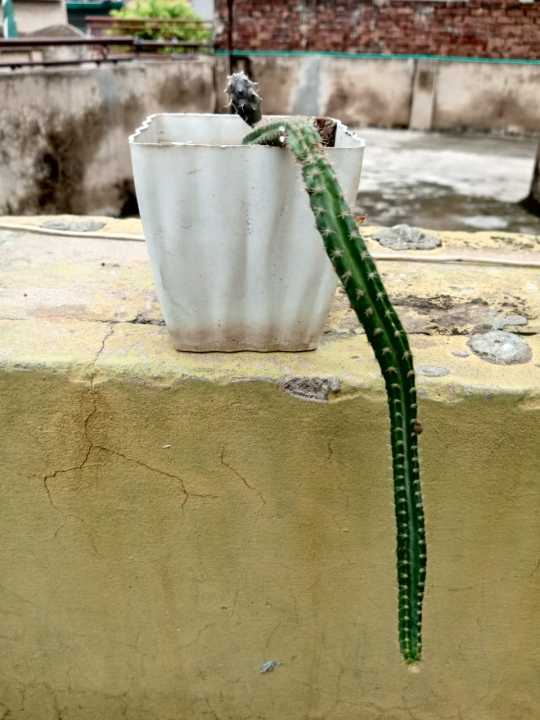 cactus%20and%20succulents%20real%20plants%20live%20plants.%20home%20gardening.rooftop%20garden%20-%20Image%204