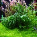 African Water Fern Aquarium Plant Seeds. 