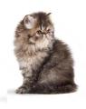 Persian Kitten- 400G. 