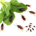 10Pcs/Pake Rubber Cockroach Funny Toy Special Lifelike Model. 