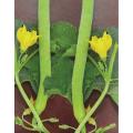Tar / Kakri Armenian Cucumber Seeds - Kitchen Gardening Vegetable Seeds. 
