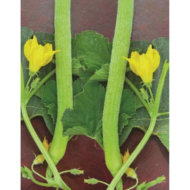 Tar / Kakri Armenian Cucumber Seeds - Kitchen Gardening Vegetable Seeds
