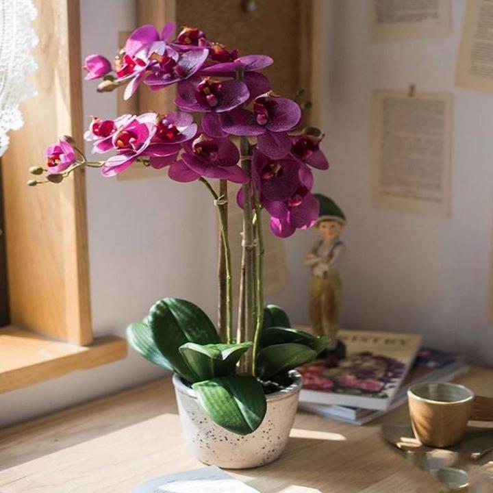 Dark Purple Orchid Flower Plant Seeds