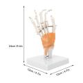 Human Wrist Joint Model | Hand Joint with Ligaments |  Anatomy Teaching Model. 