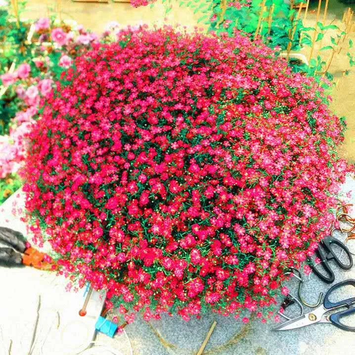30+%20Gypsophila%20/%20Baby%20Breath%20Mix%20Color%20Flower%20Seeds%20Home%20Kitchen%20Gardening%20-%20Image%205