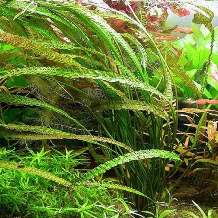 Aquatic plant suppliers best sale