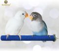 2 pack Bird Perch set Sandy stone perch Natural Wood Parrot Perch Bird cotton Rope perch parrot  Stand Cage Chewing pet Grinding for Beak Feet Grinding Nails Trimmed Toy for cage love birds finches Budgie sun conure cocktail Macaws. 