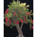 50+ Fresh Tree Seeds Easy Growing Different Bonsai Plant Flower. 