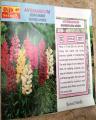 Antirrhinum Semi Dwarf Choice Mixed. 