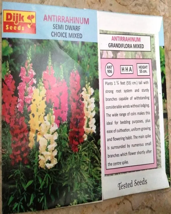 Antirrhinum%20Semi%20Dwarf%20Choice%20Mixed%20-%20Image%204