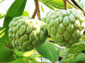 Custard Apple Seeds Pack 100% Germination. 