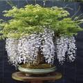 Bonsai Wisteria White Tree Seeds. 