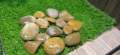 small Pebbles/ Stones for Garden and Aquarium  1 kg pack. 