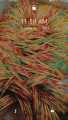 women fashion/ women jewellery Mehndi Choriya box/ 20 Dozen Mehndi bangles. 